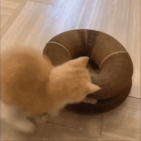 Magnetic Foldable Cat Scratching Board Toy